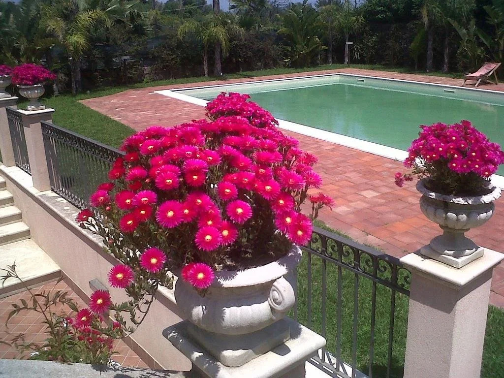 My Home in Sicily