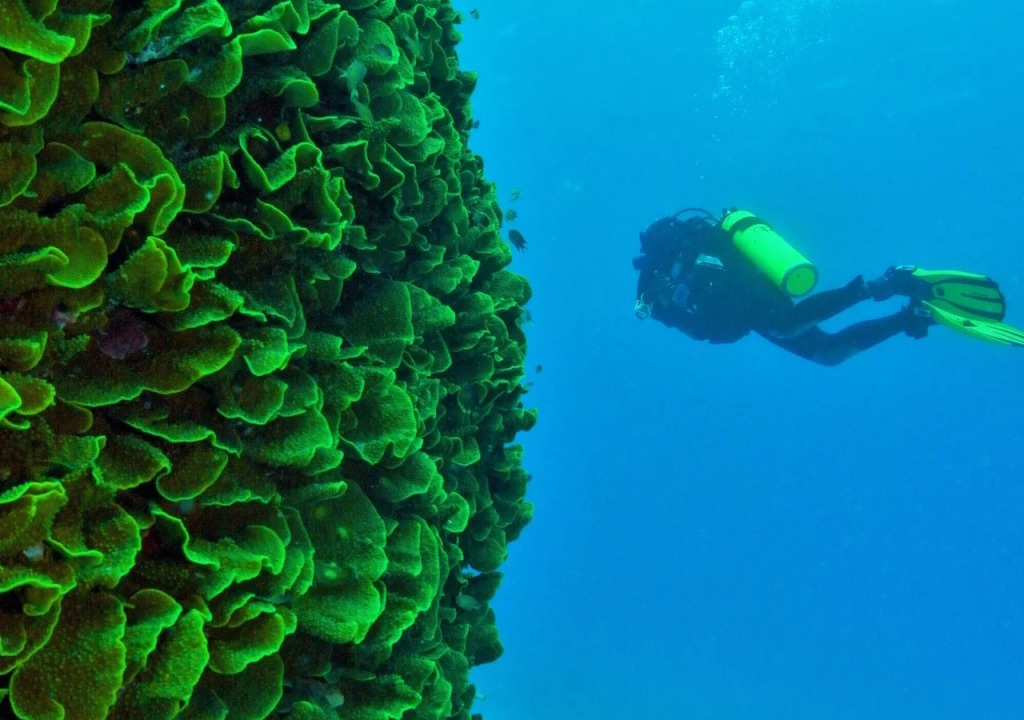 Mai Dive Astrolabe Reef Resort
