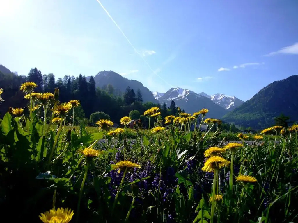 Oberstdorfer Bergwelt 218