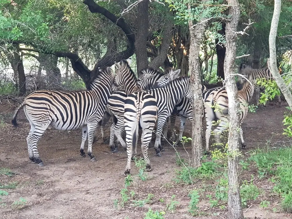 Hout Huisie Wooden House Self Catering Africa Bush Vacation In Marloth Park