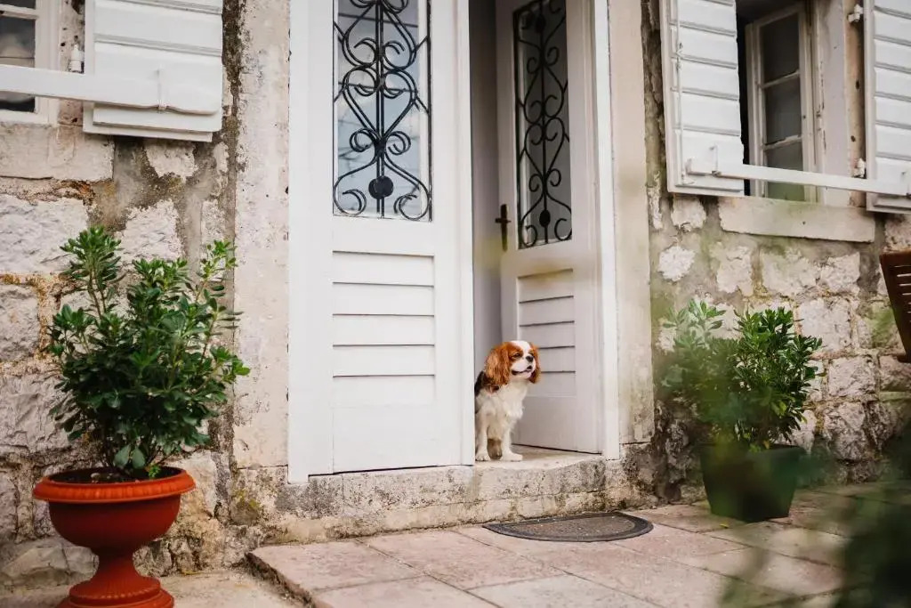 White Shutters House