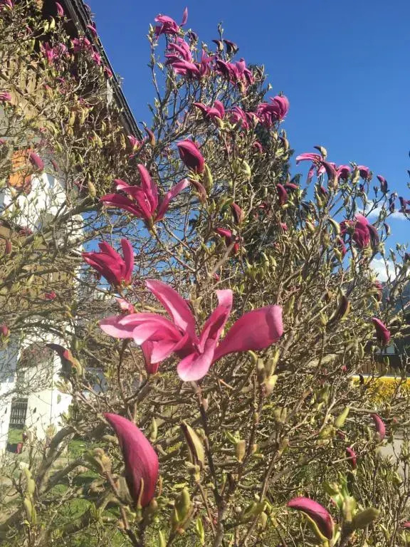 Haus Magnolia