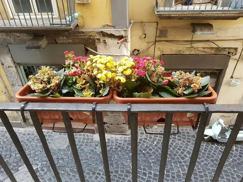 Mia Napoli