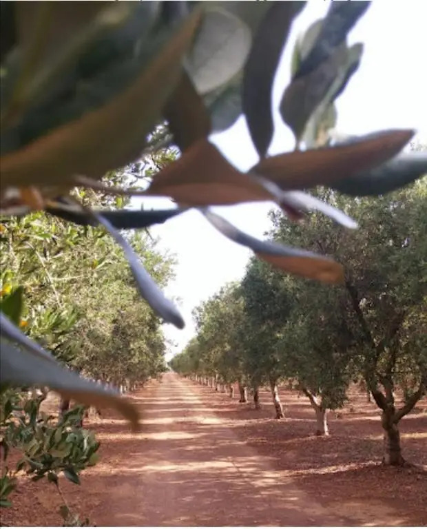 Elegant Double Room in Ancient Masseria Near the sea in a Quiet Olive Trees