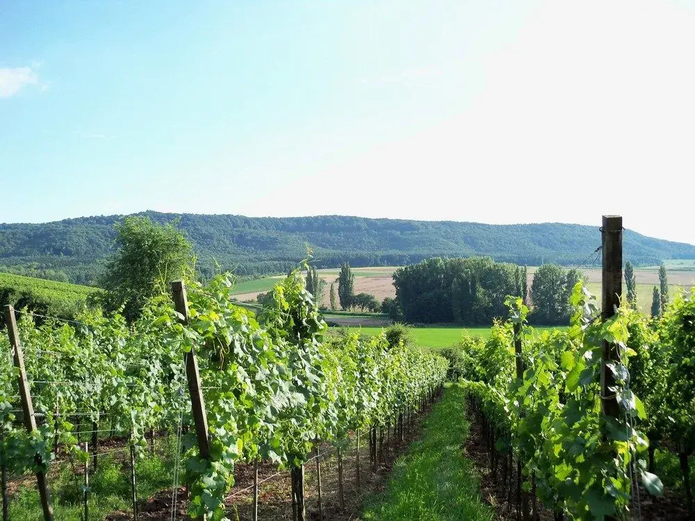 Landhotel und Weingasthof Schwarzer Adler