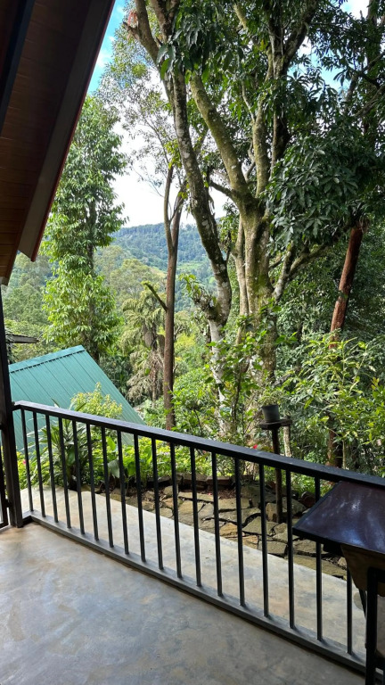 Real View