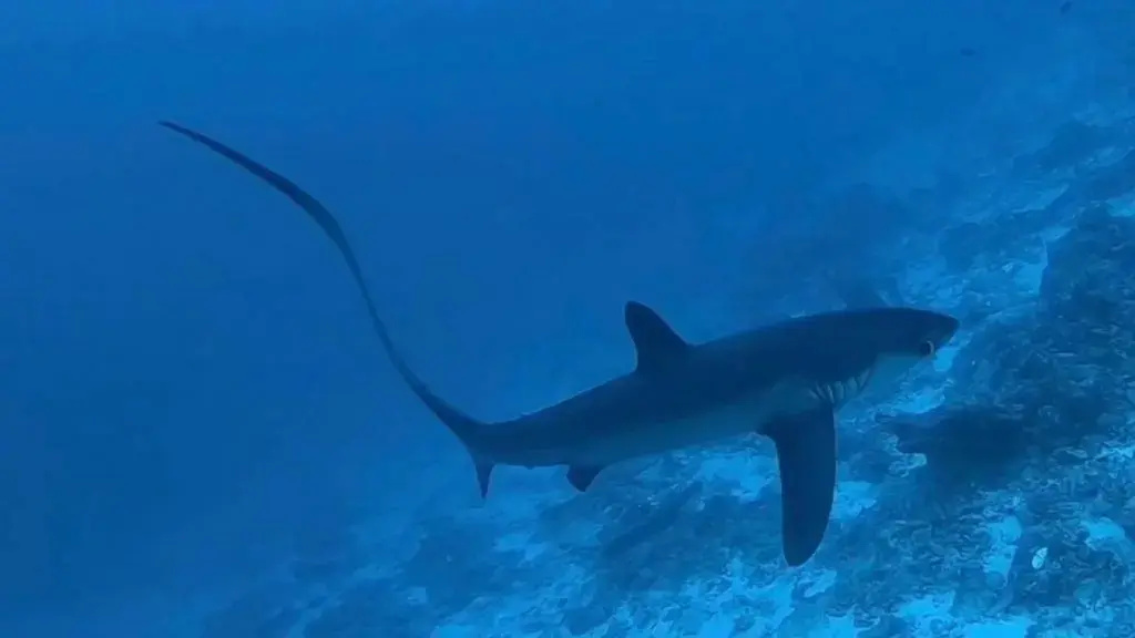 Tiger Shark Residence & Dive