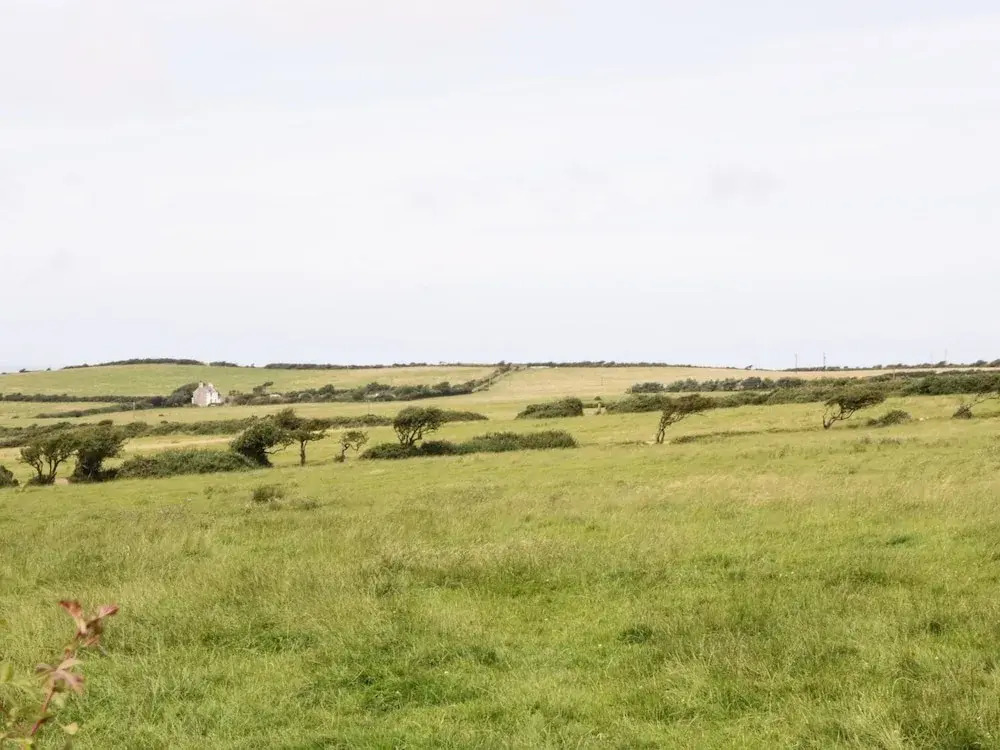 Rhosddu