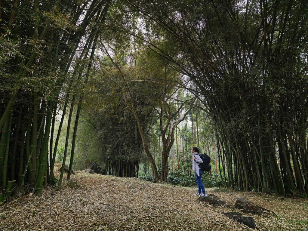 The Serai Chikmagalur