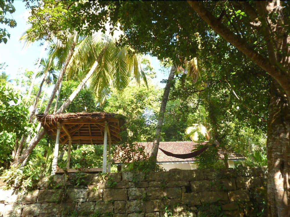The Jungle House