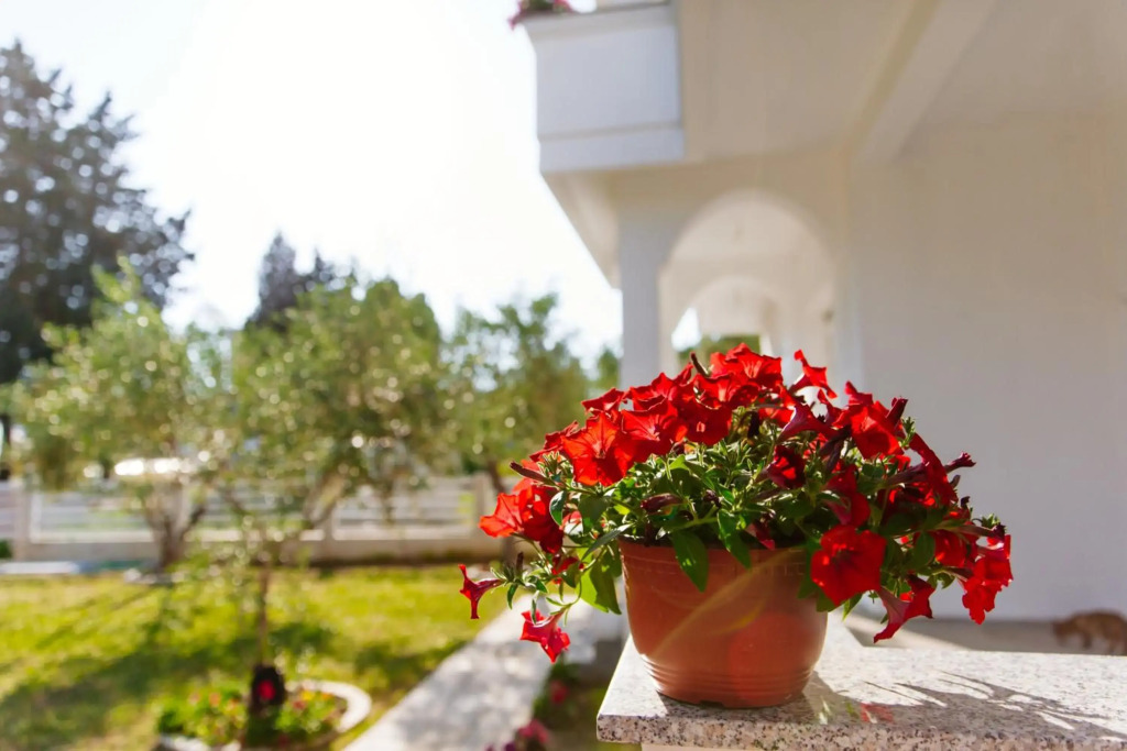 Apartments Hoxha