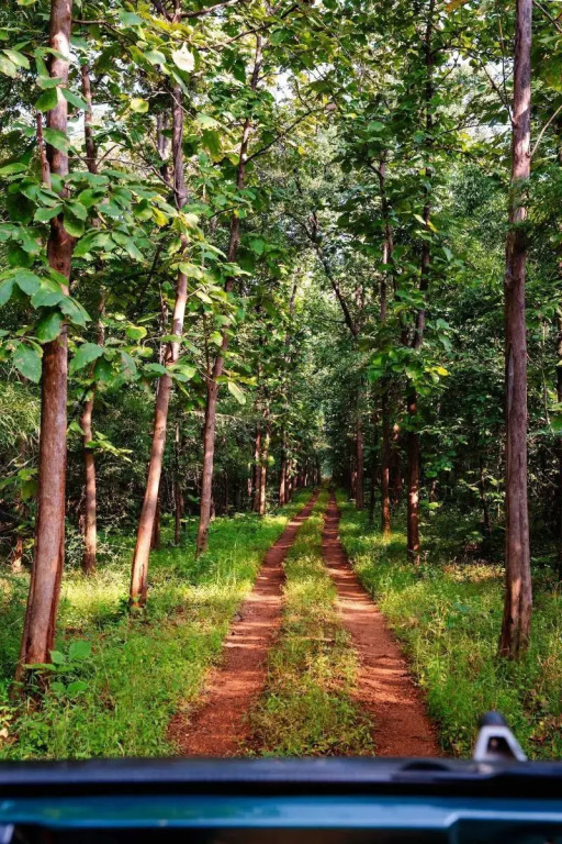 Tadoba Jungle Camp