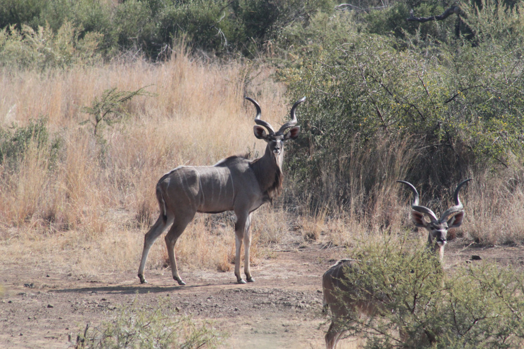 Morokolo Safari Lodge Self-catering