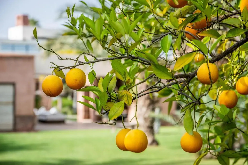 Zagora and Marhba villas Marrakech - by EMERALD STAY
