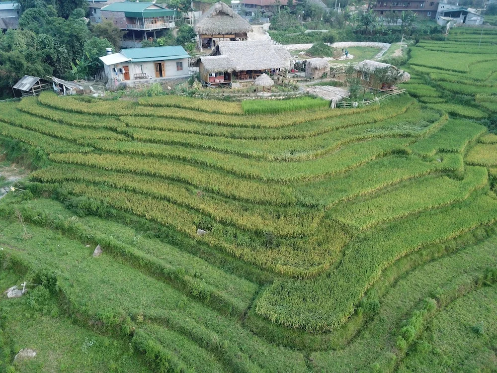 Golden Rice Garden Sapa