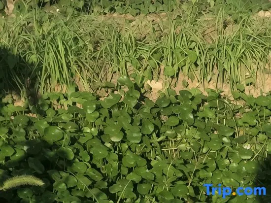 Jingyuge Homestay