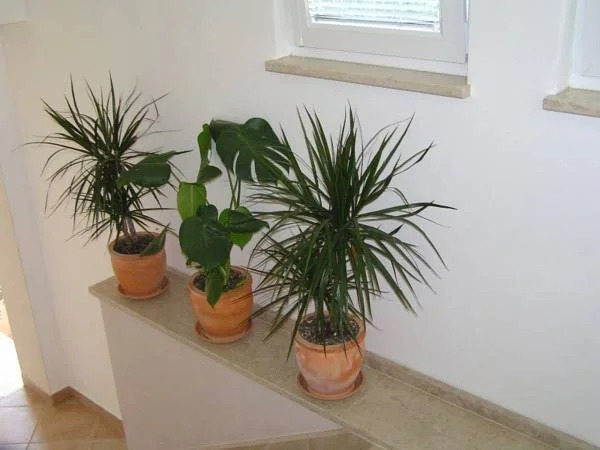 Apartments Oaza Regi