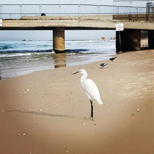 Sweet Home On The Beach