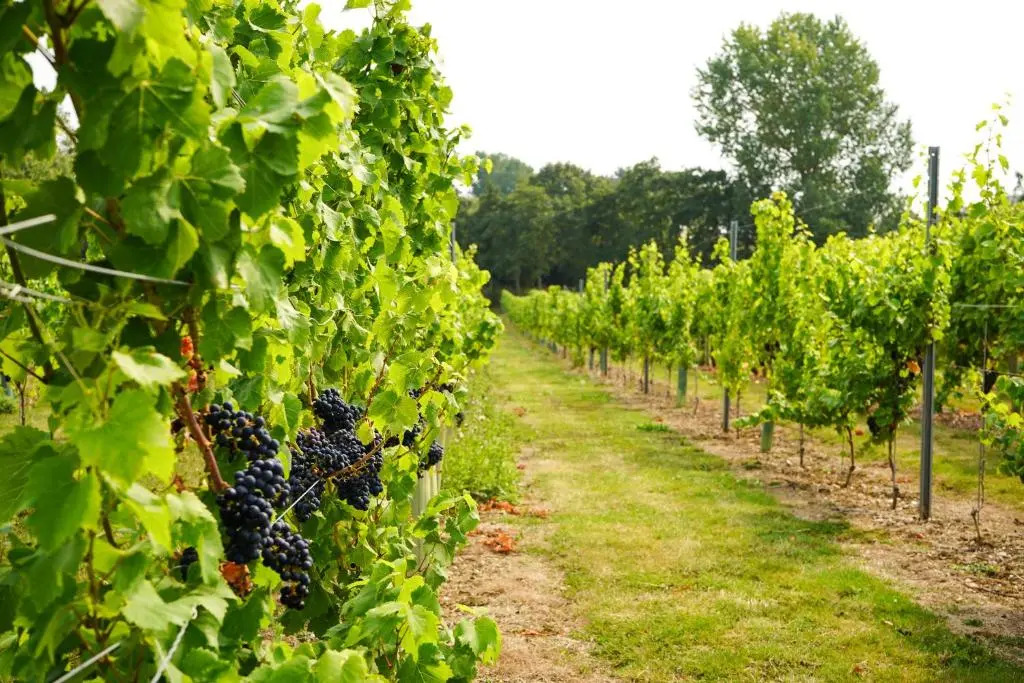 Mersea Island Vineyard