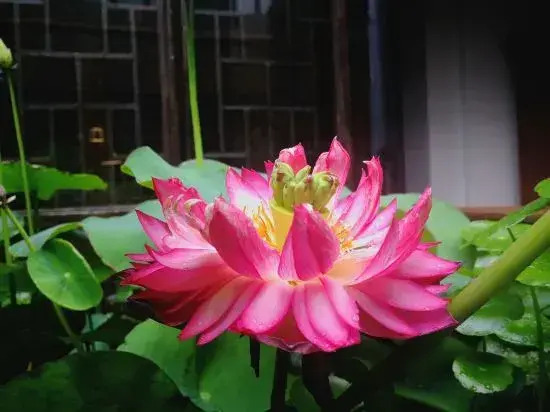 Yizai Qingyun Chinese-style Courtyard