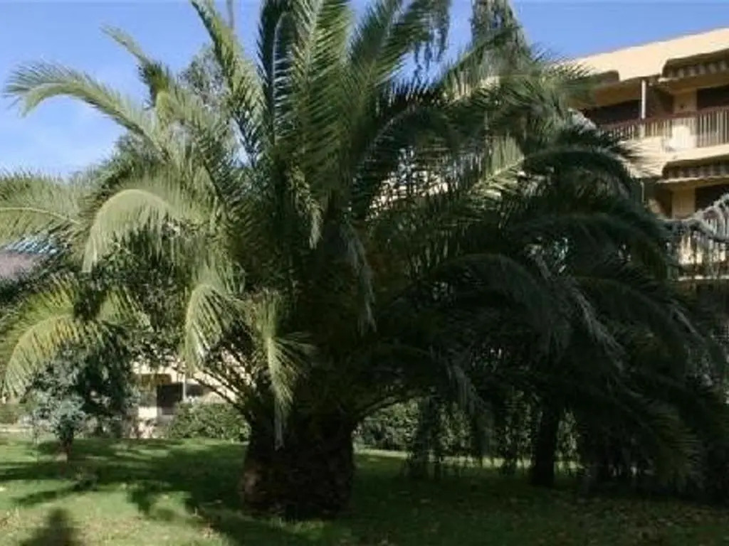 Appartement Le Lavandou, 2 pièces, 4 personnes - FR-1-251-200