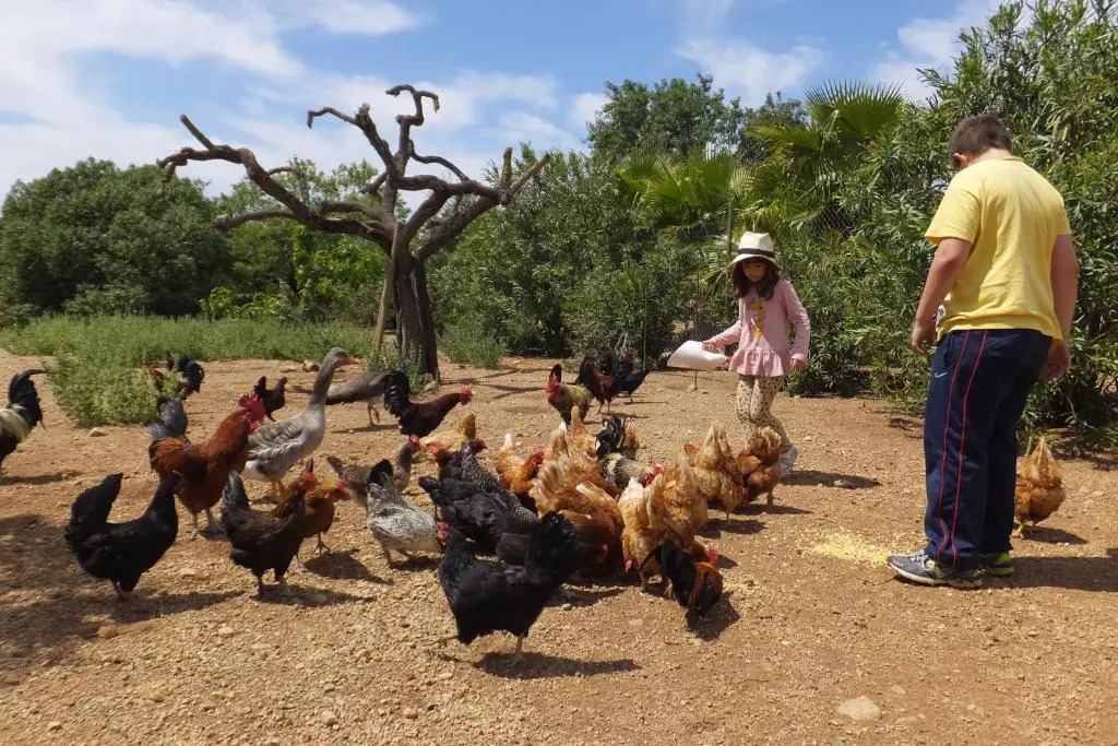 Finca Hotel Ses Cases Noves