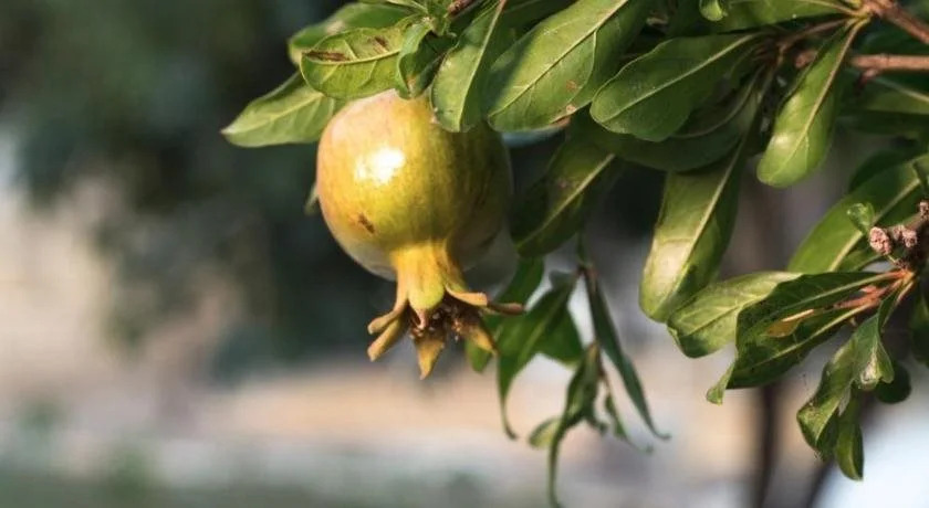 Il Giardino delle Margherite