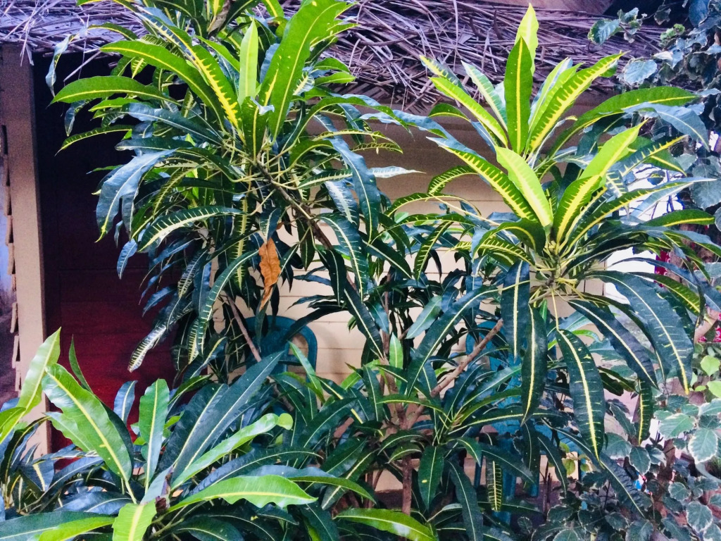 Tropicana Home Stay