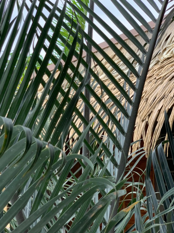 TAMANU LODGE