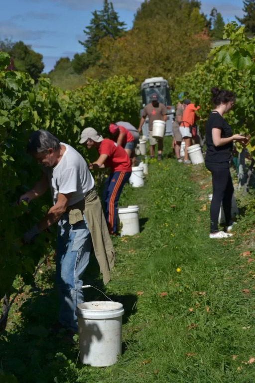 Pine Hill Lodge In Vineyard