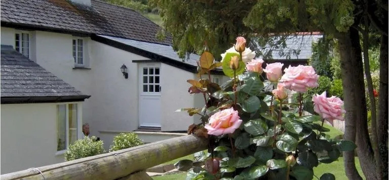 Frogwell