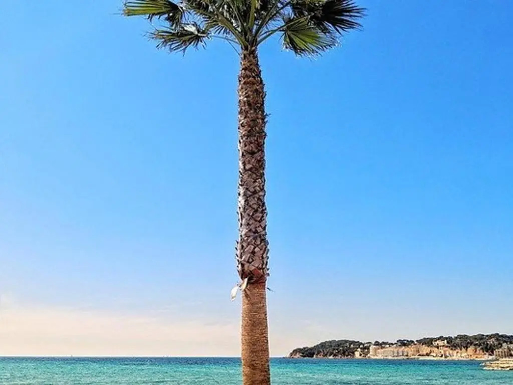 Appartement Six-Fours-les-Plages, 3 pièces, 4 personnes - FR-1-316-252