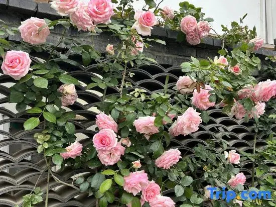 Shuying Courtyard Homestay (Sansheng Flower Valley Xingfu Meilin)