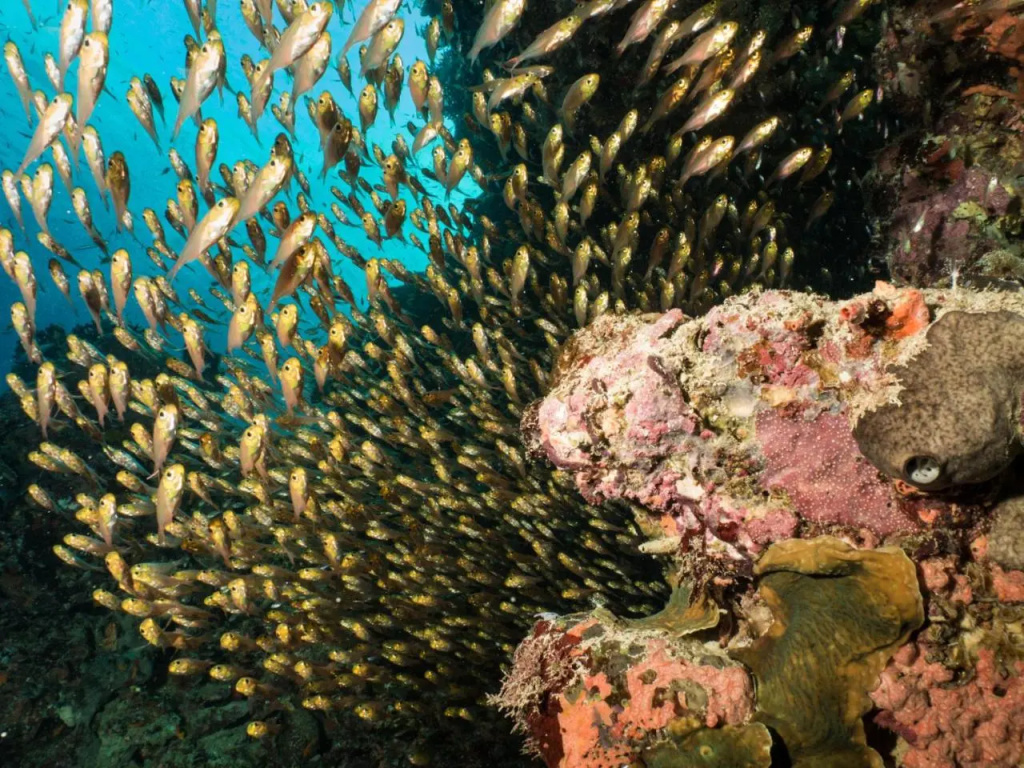 Swahili Divers & Gecko Nature Lodge