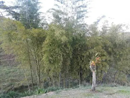 Finca Los Laureles