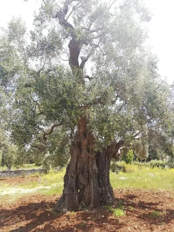 Masseria Semerano appartamento 2