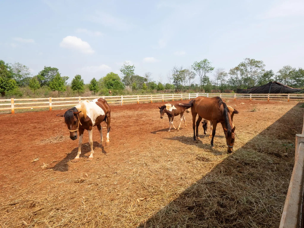 The Stables Khao Yai