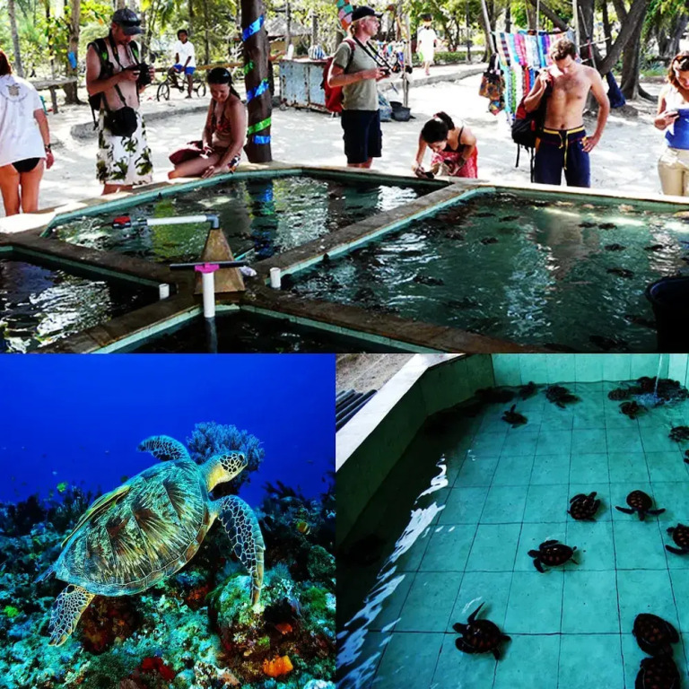 Sari Laut