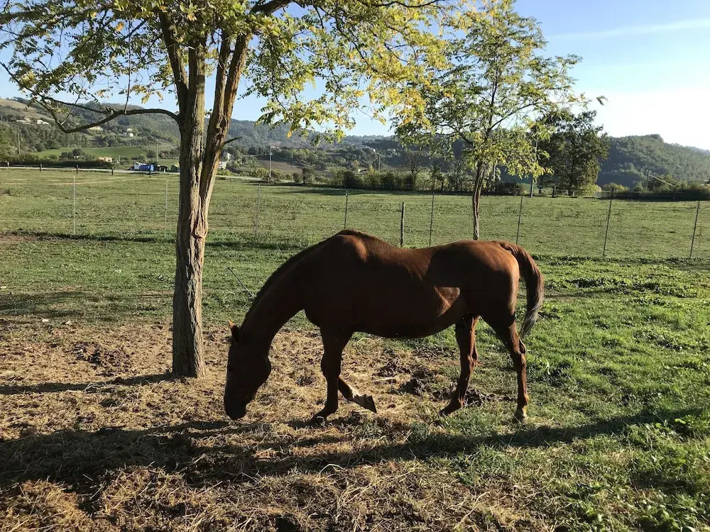 Agriturismo Germogli I Tenuta di Fassia