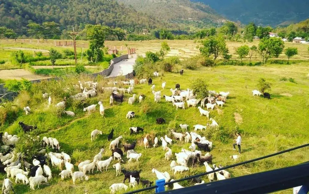 Himalayan Retreat