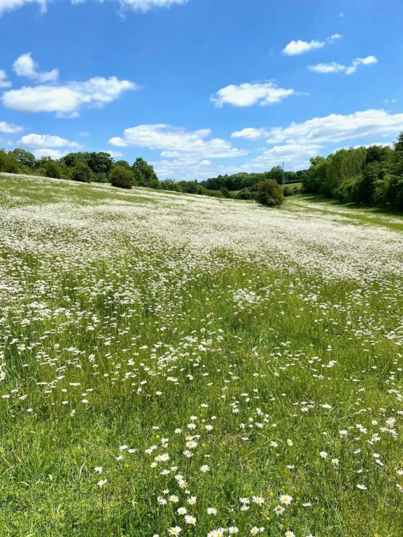 Luxury Chilterns Hideaway, Easy Access to London