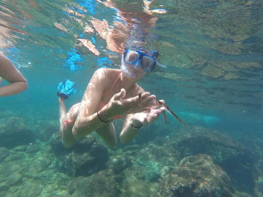 Angel Fish Cove