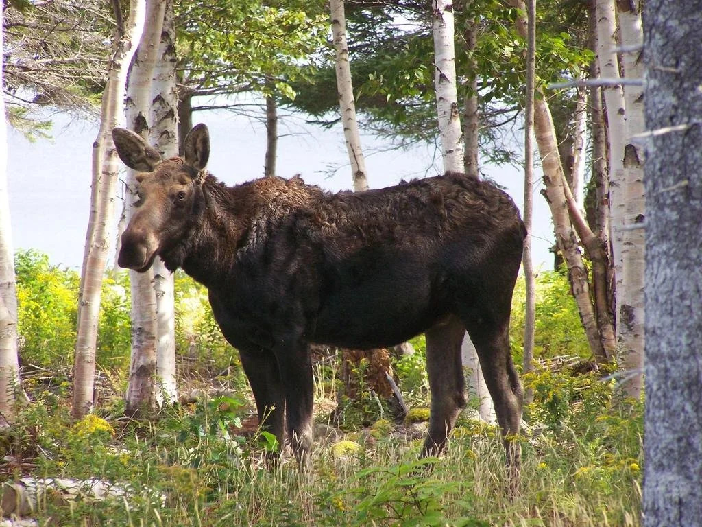 The Zzzz Moose Camping Cabins