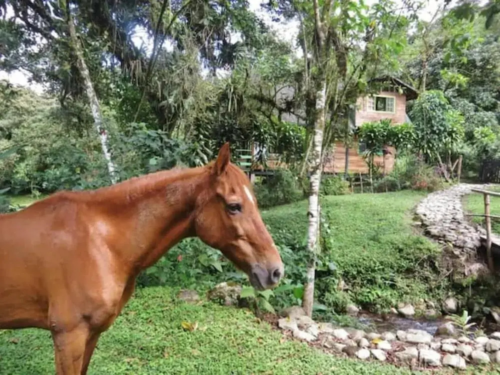 Mindo Eco chalet