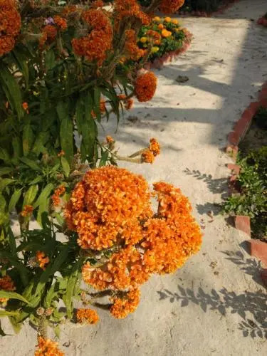 Vamoose Shantiniketan Bichitrita