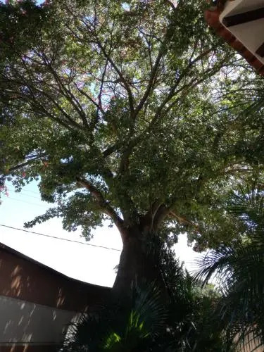 Casa "Flaschenbaum"