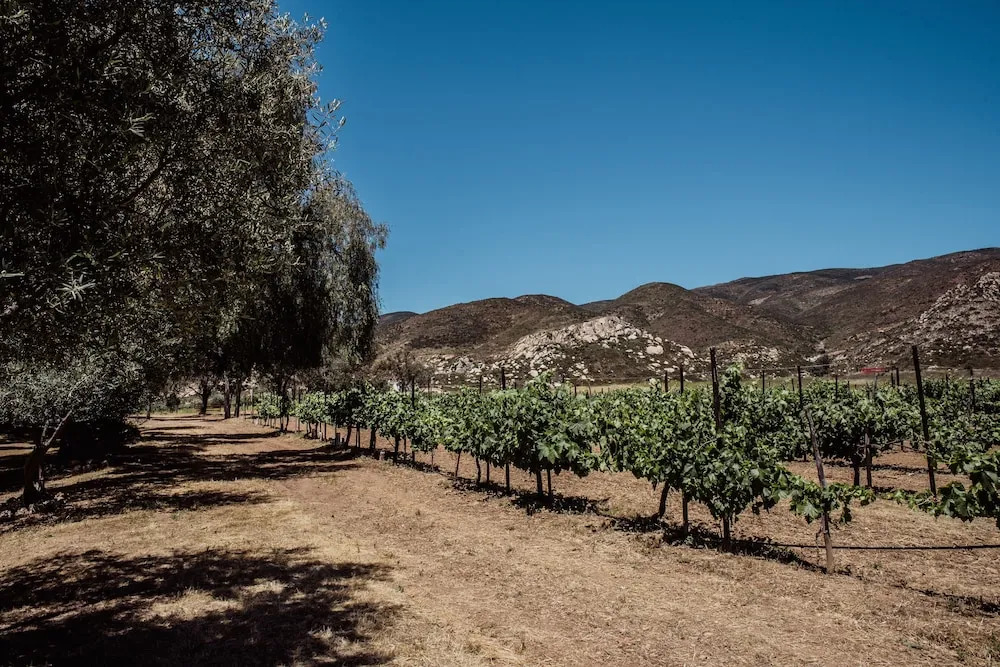 Rancho Toros Pintos