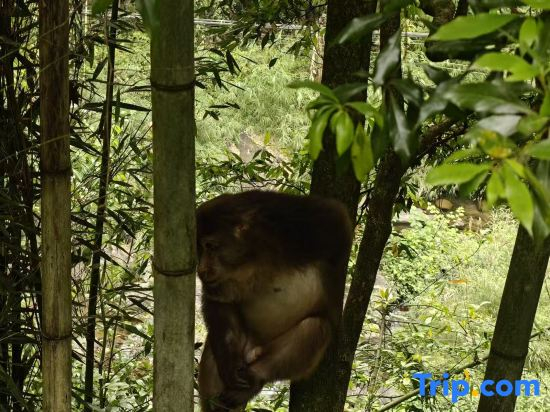 Trip.com Group Country Retreats (Mount Emei Yixi-Qingyin Joint Resort)