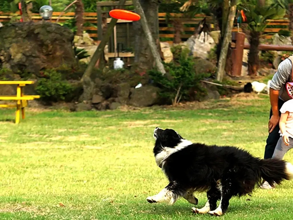 Jeju Yangtte Farm