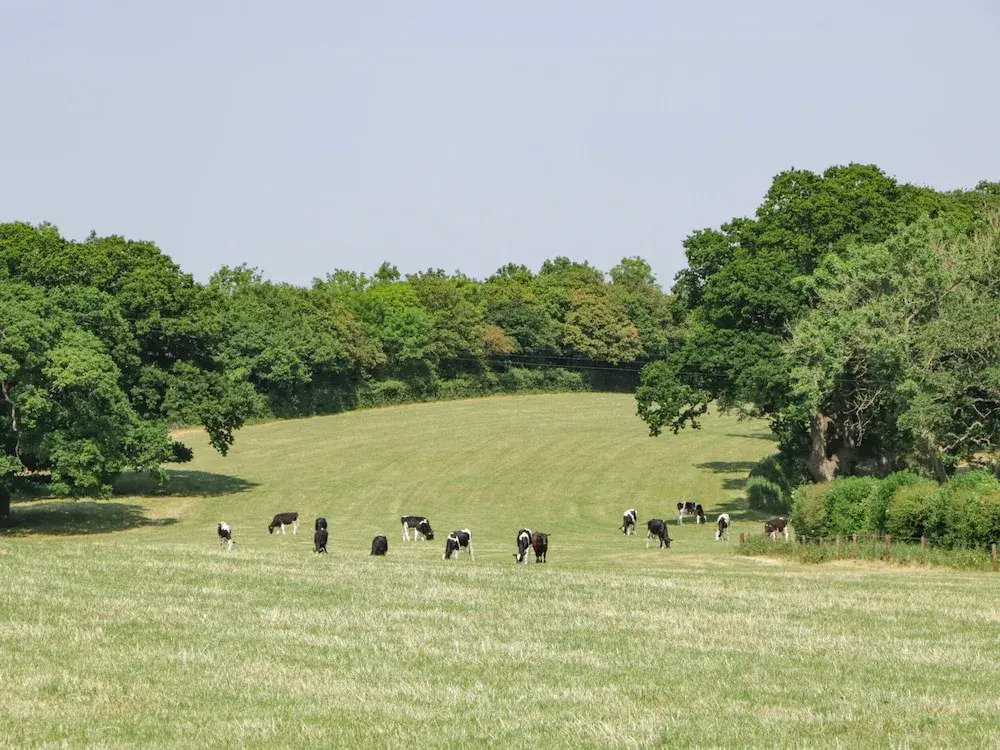 Tilia Barn